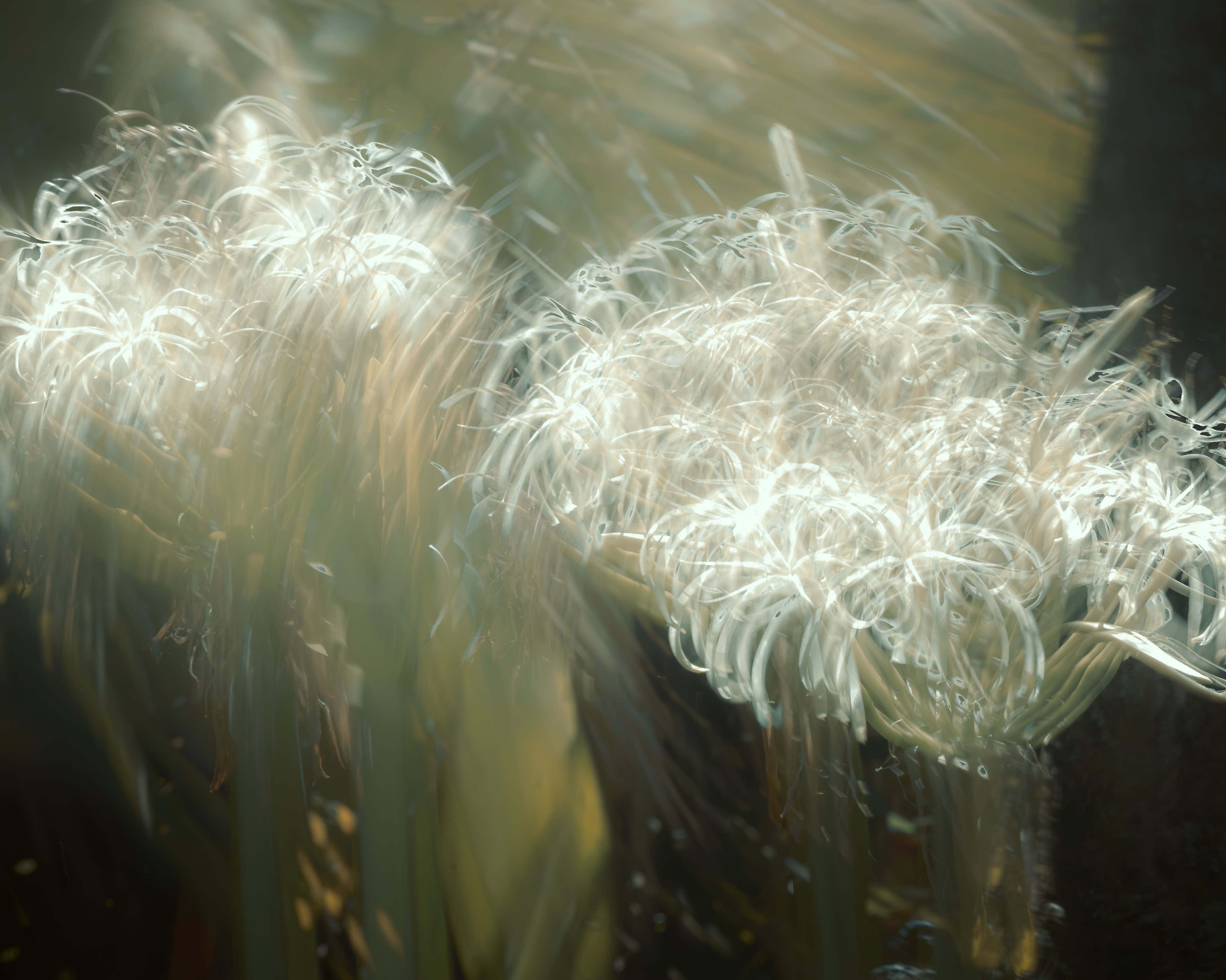 Feathers of a Flower_SMK0239-Edit.jpg