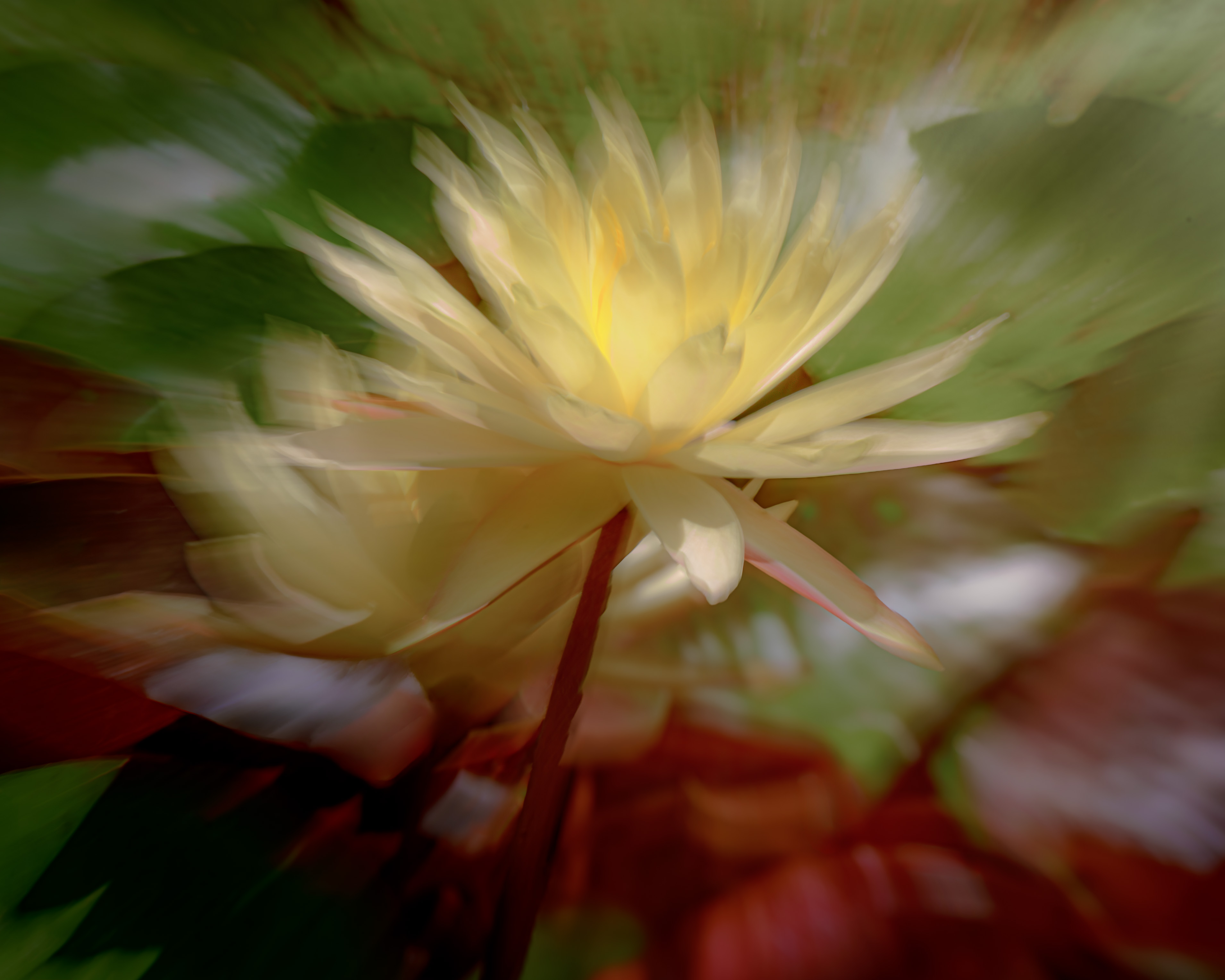 ICM_Glowing Lotus_SMK0437.jpg