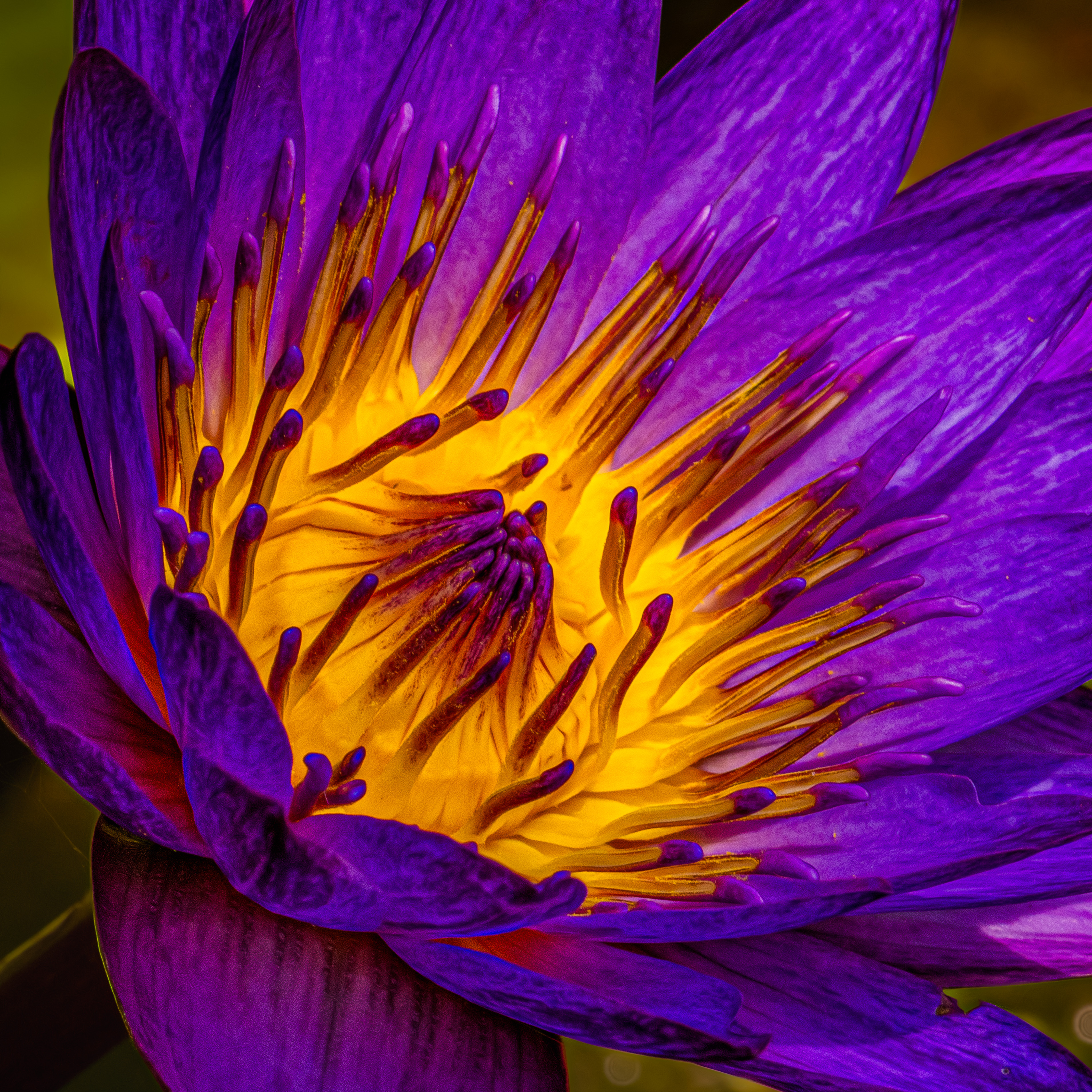 Lotus Flower on Steroids_SMK0259-cropped-Edit.jpg