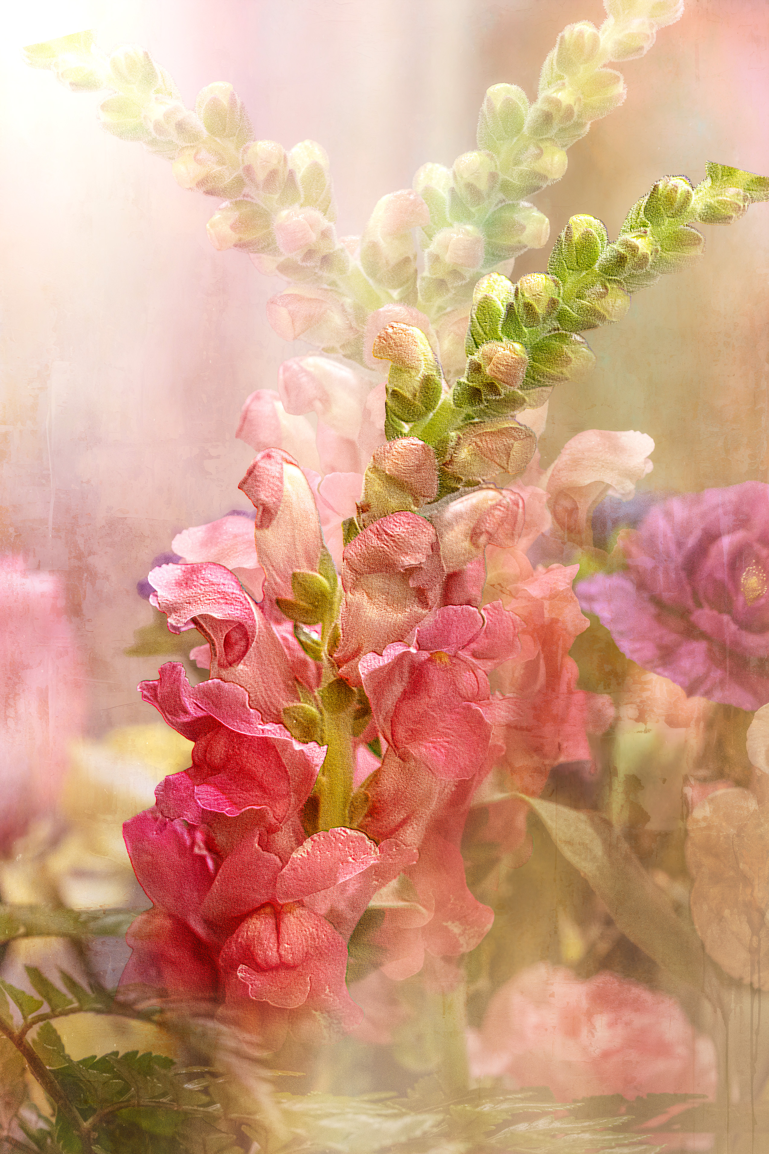 Dream in Pink_SMK1084.jpg