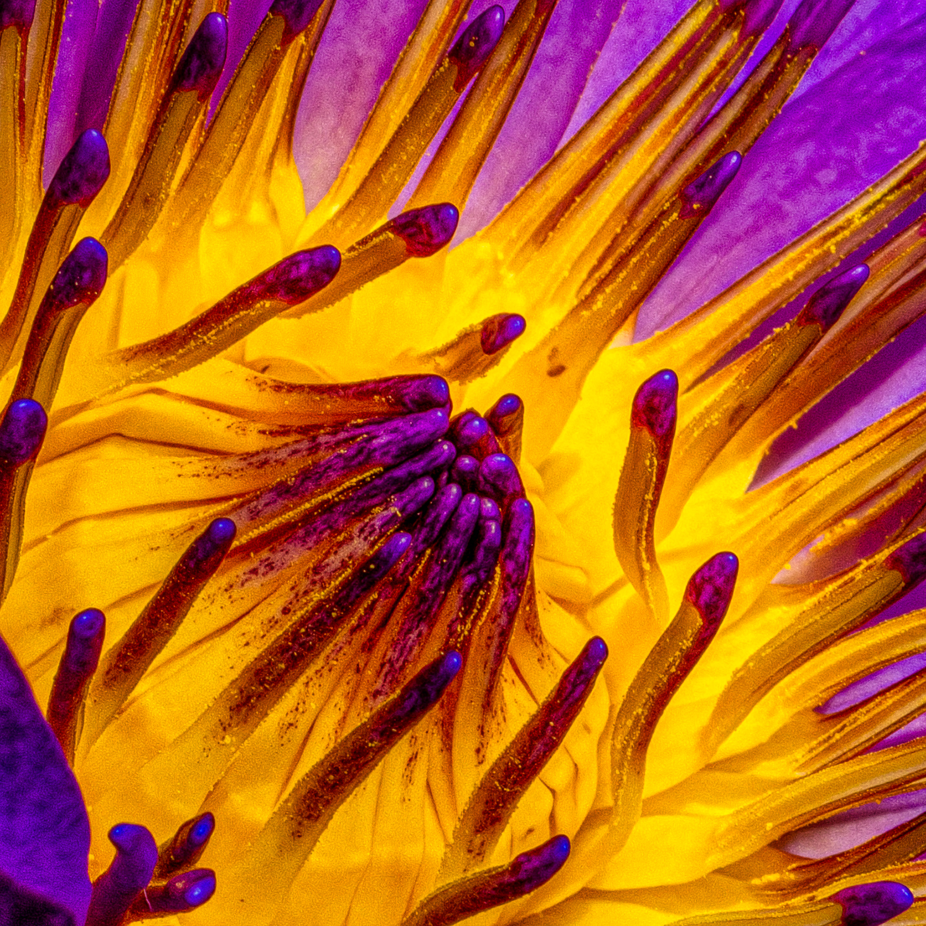 Lotus Macro at its Best_SMK0259-tight cropped-Edit Firefly Upscaler 2x scale.jpg