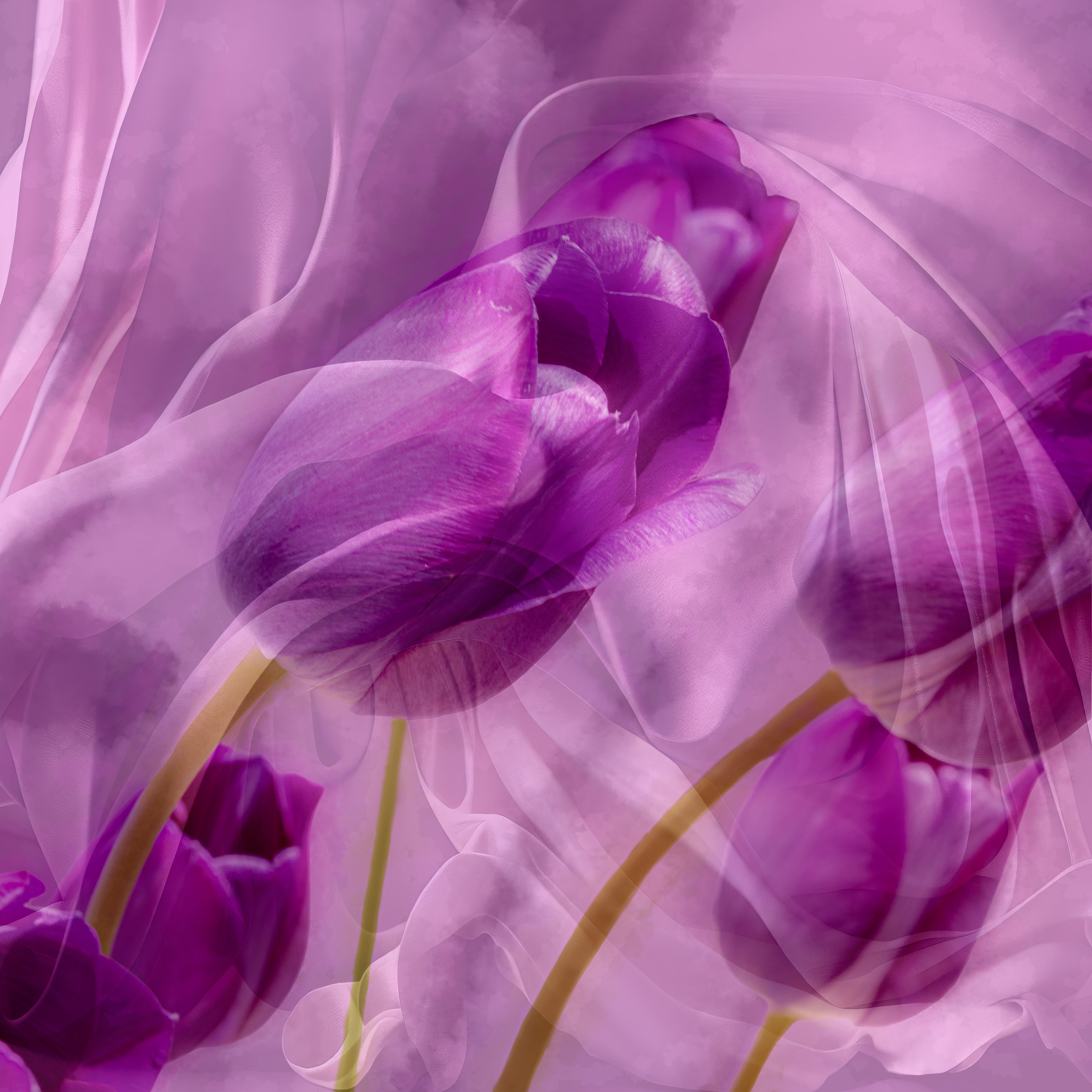 Purple Breeze_SMK1014.jpg