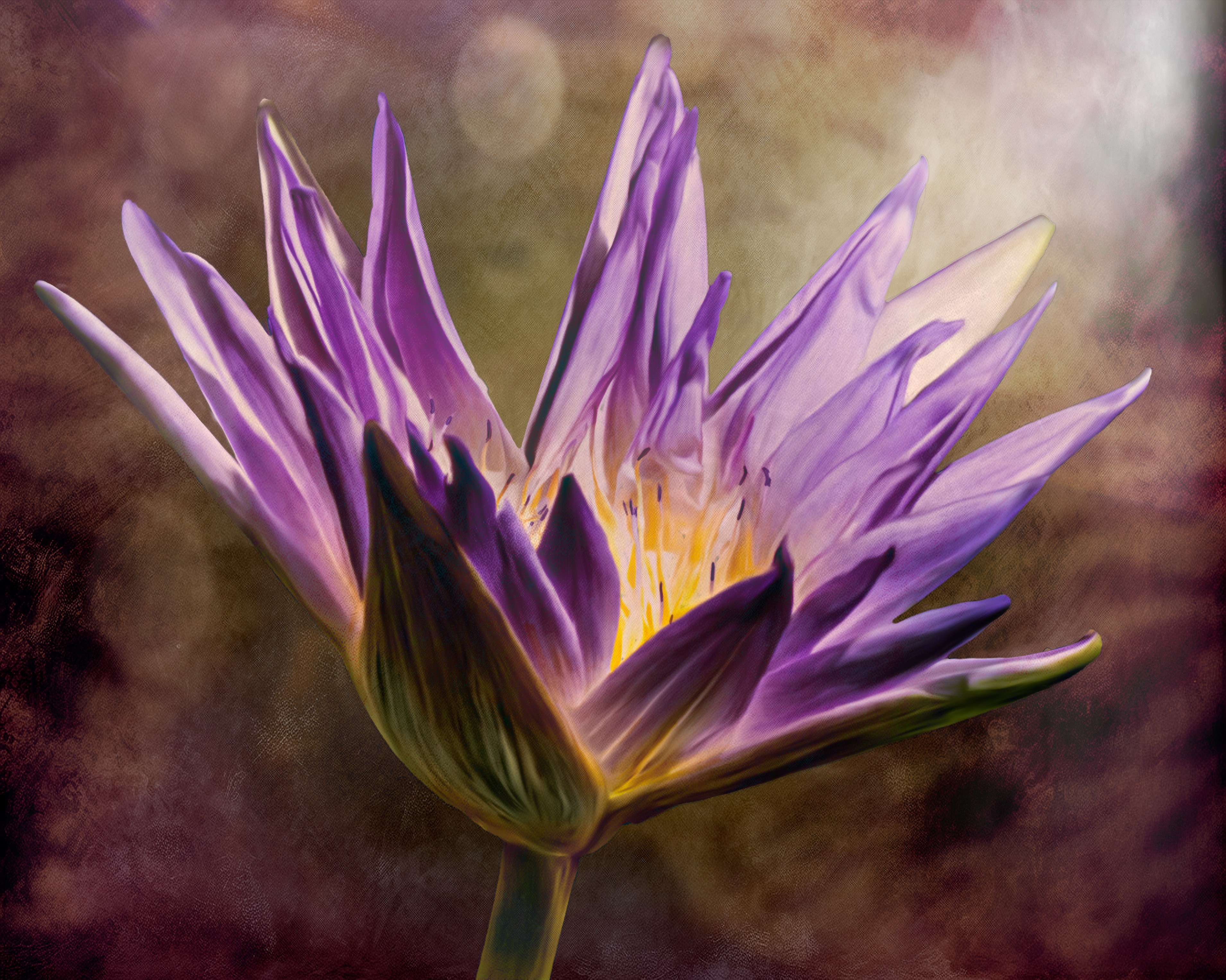 Transformed Lotus Flower_SMK0334-FINAL Edit.jpg