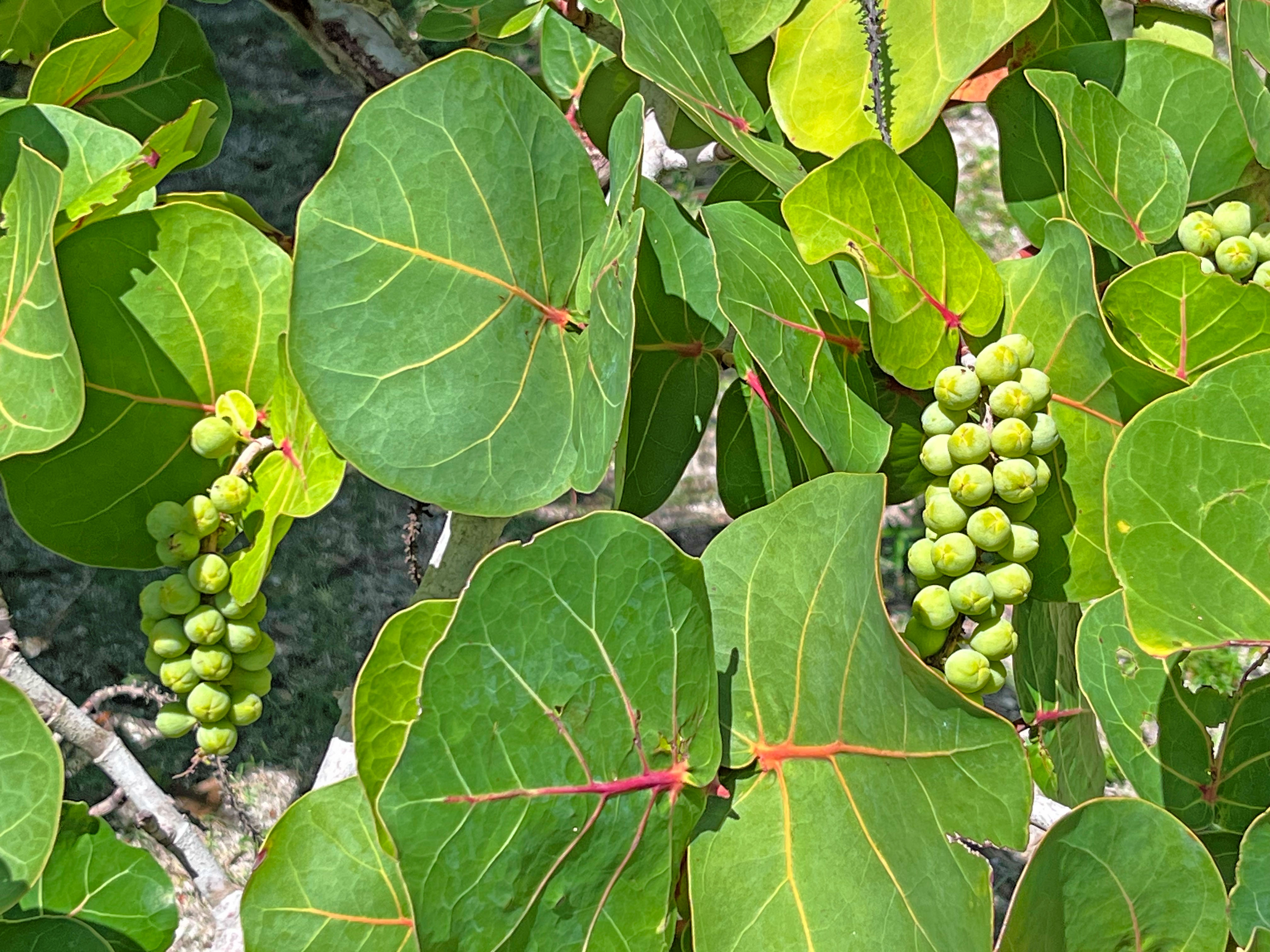 Sea Grapes