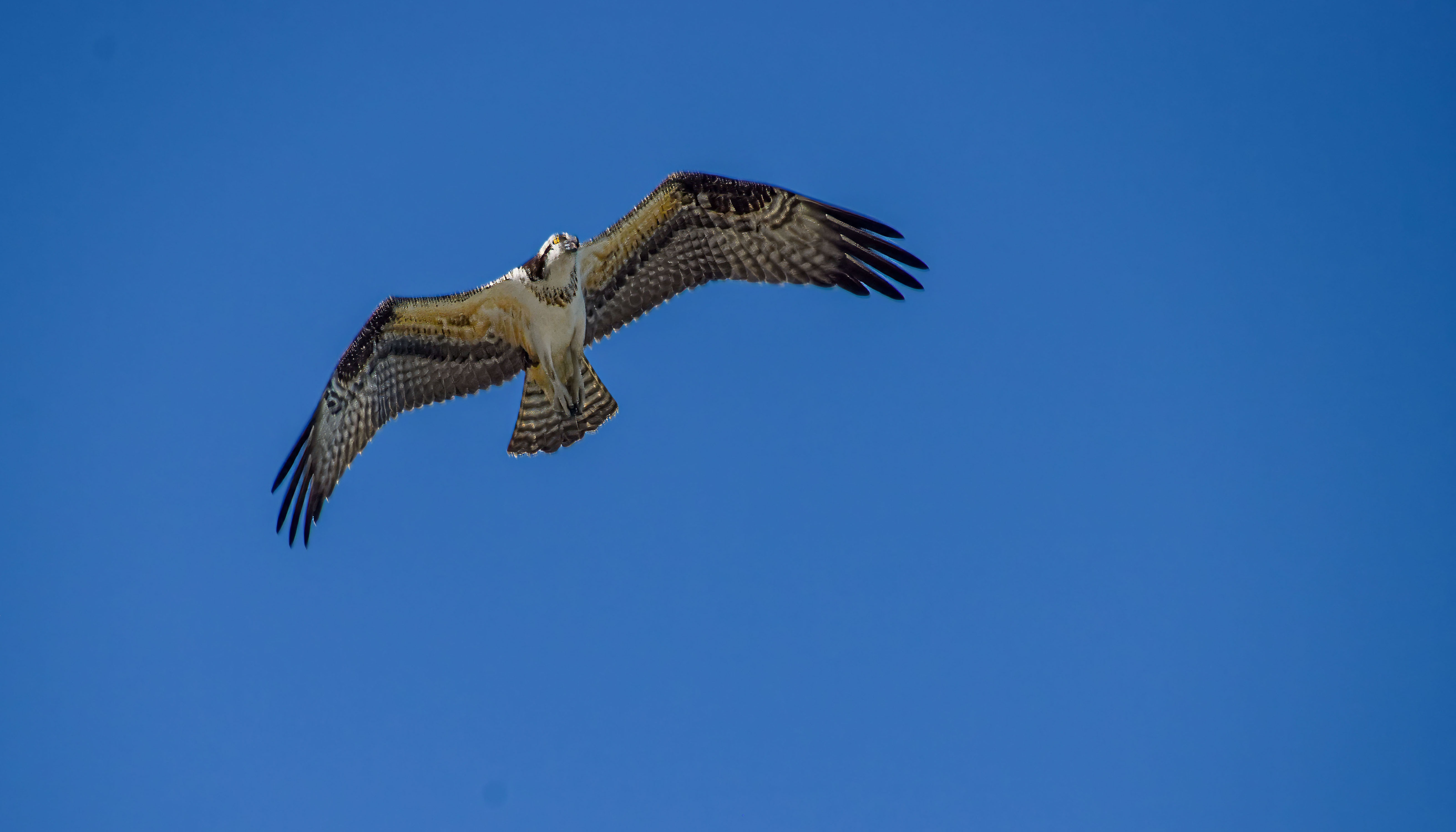 Beach Osprey