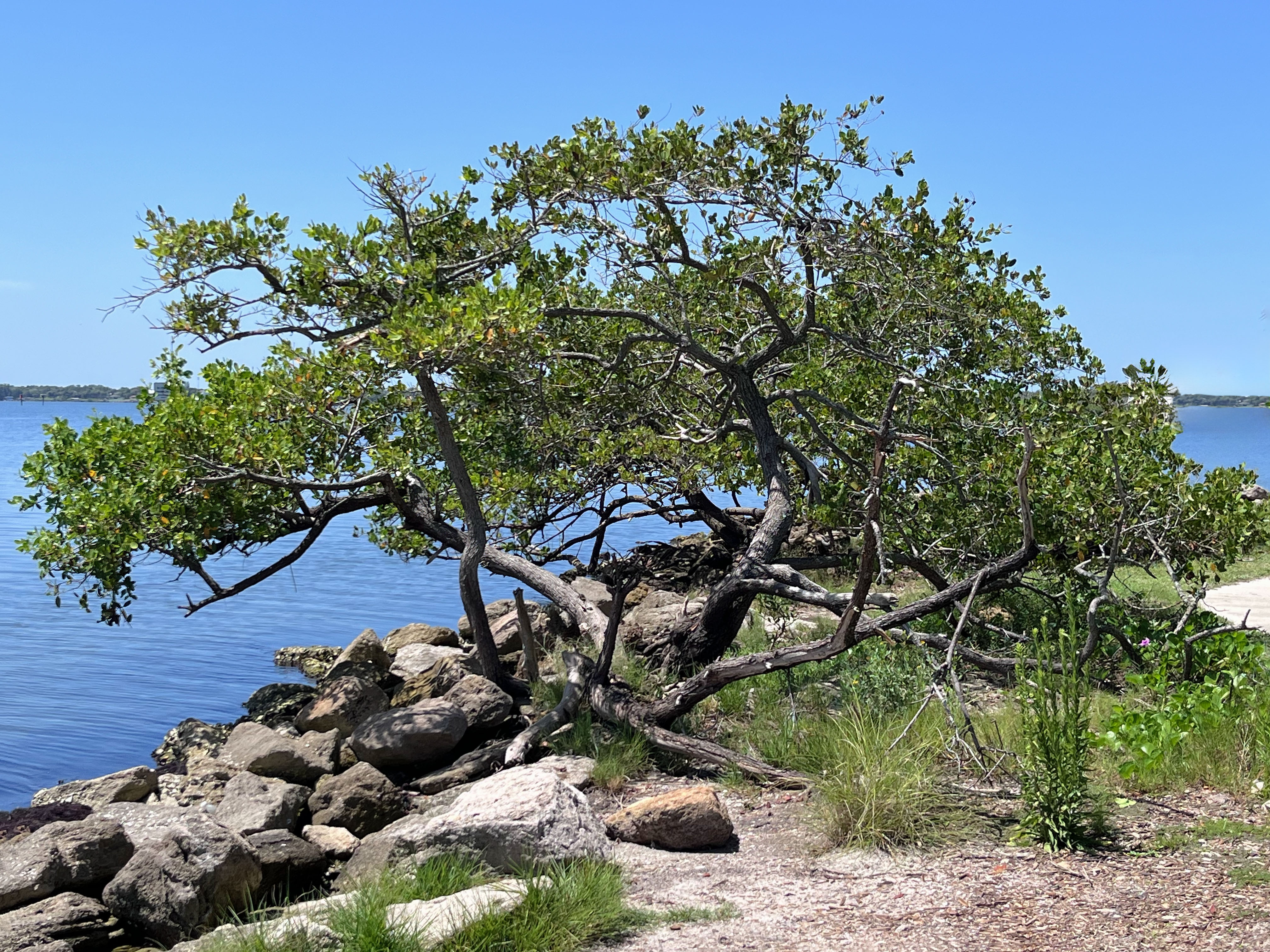 Shore Tree