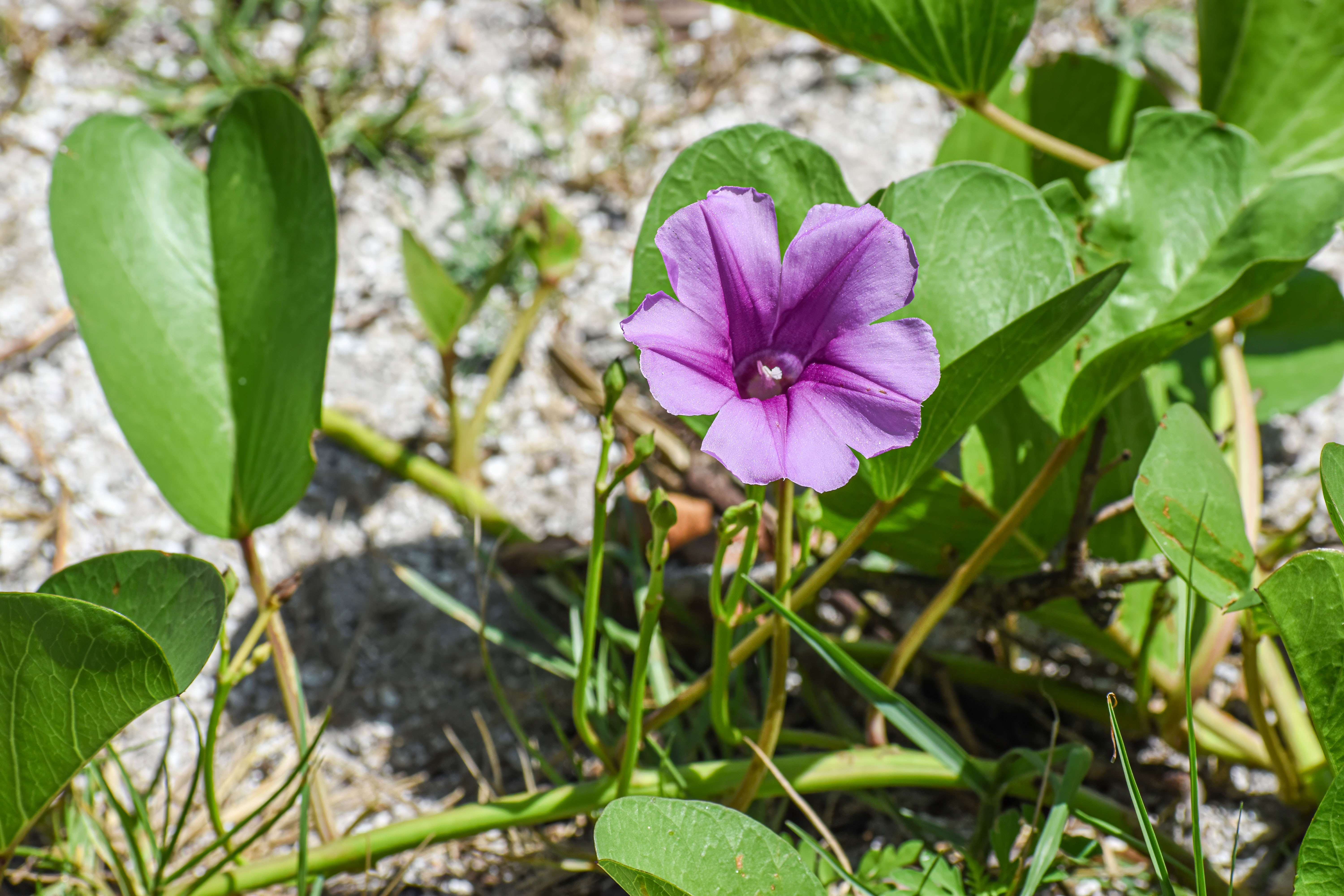 Purple Flower