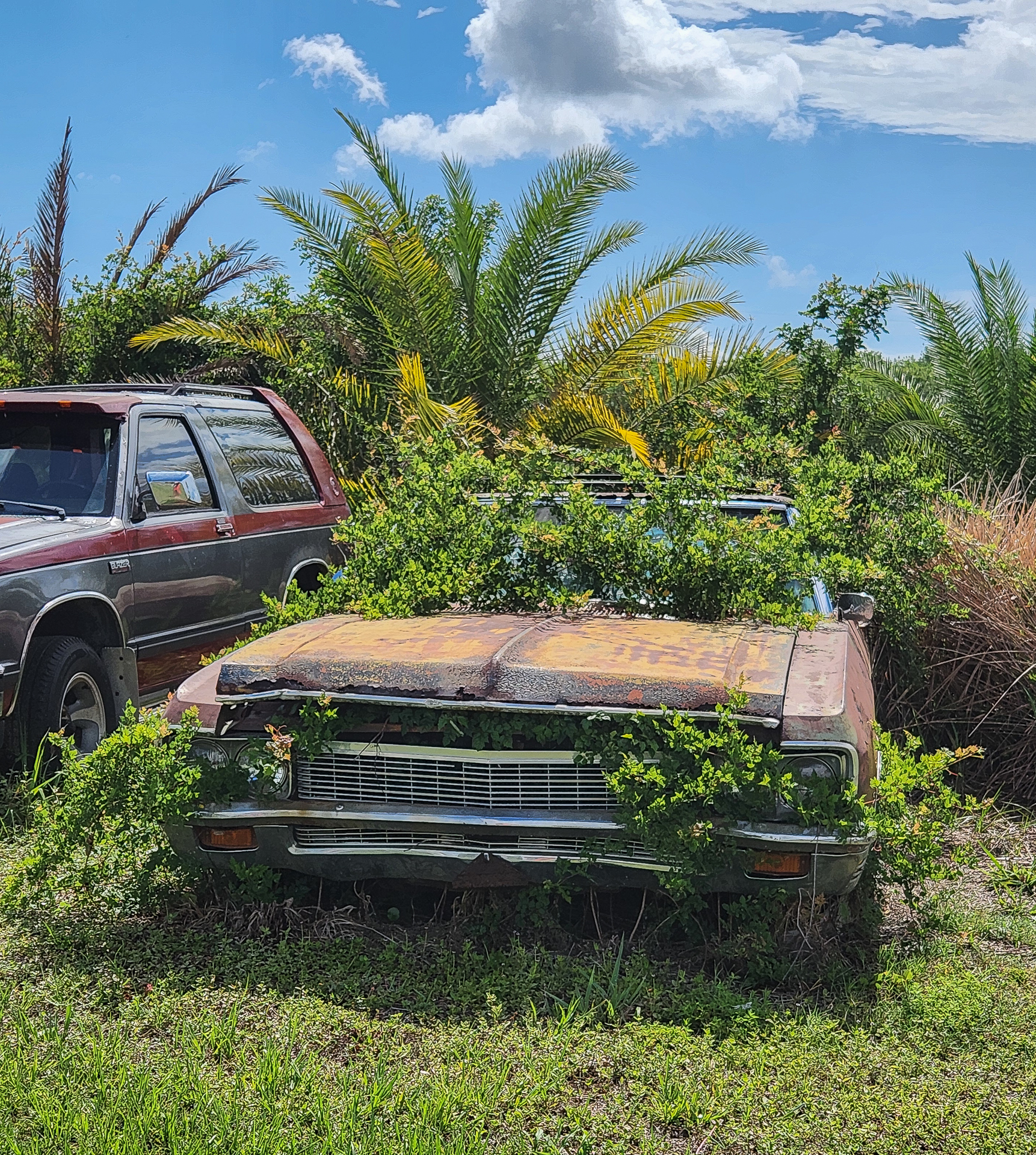 Overgrown Car