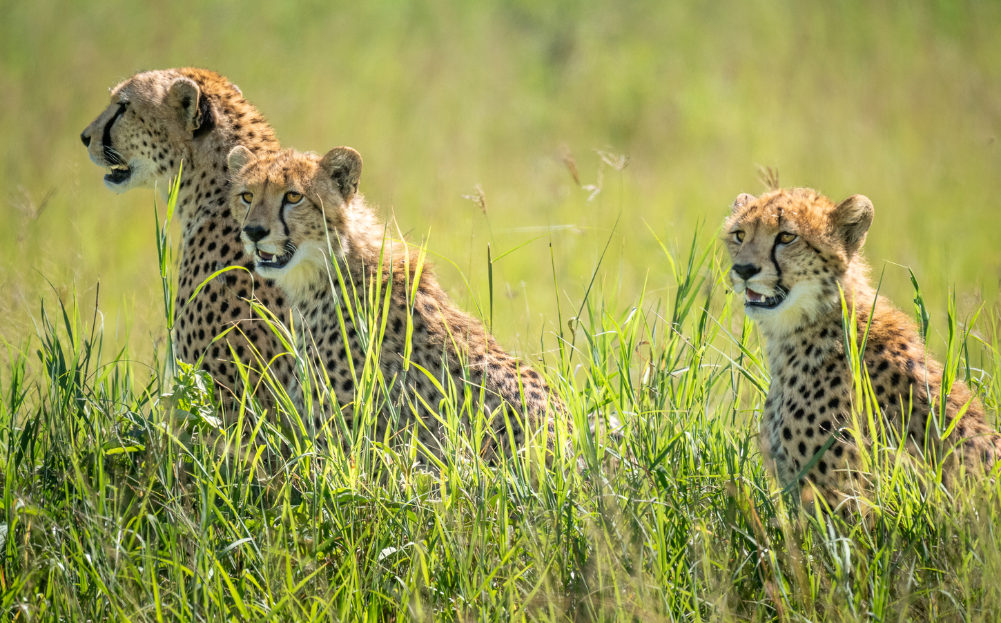 Cheetah Brothers.JPG
