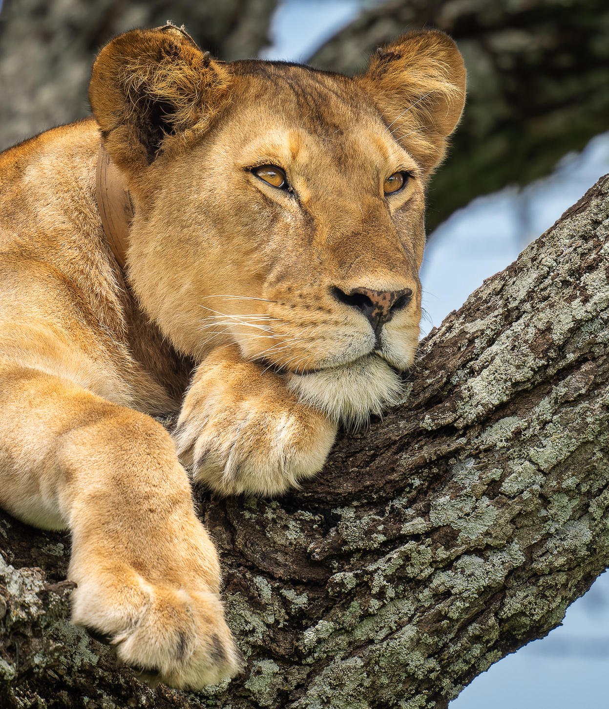Lazy Days.jpg