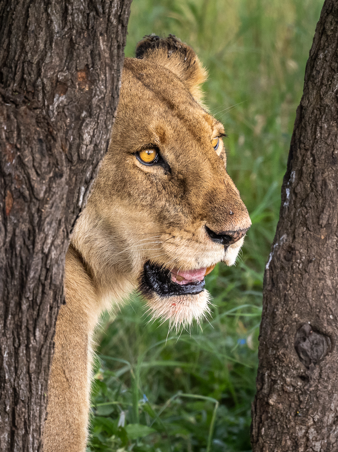 Lioness in the trees.JPG