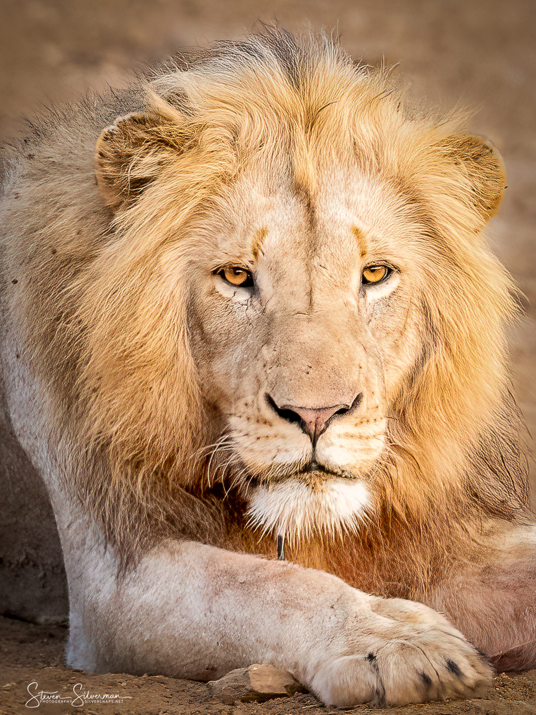 Male Lion.jpg