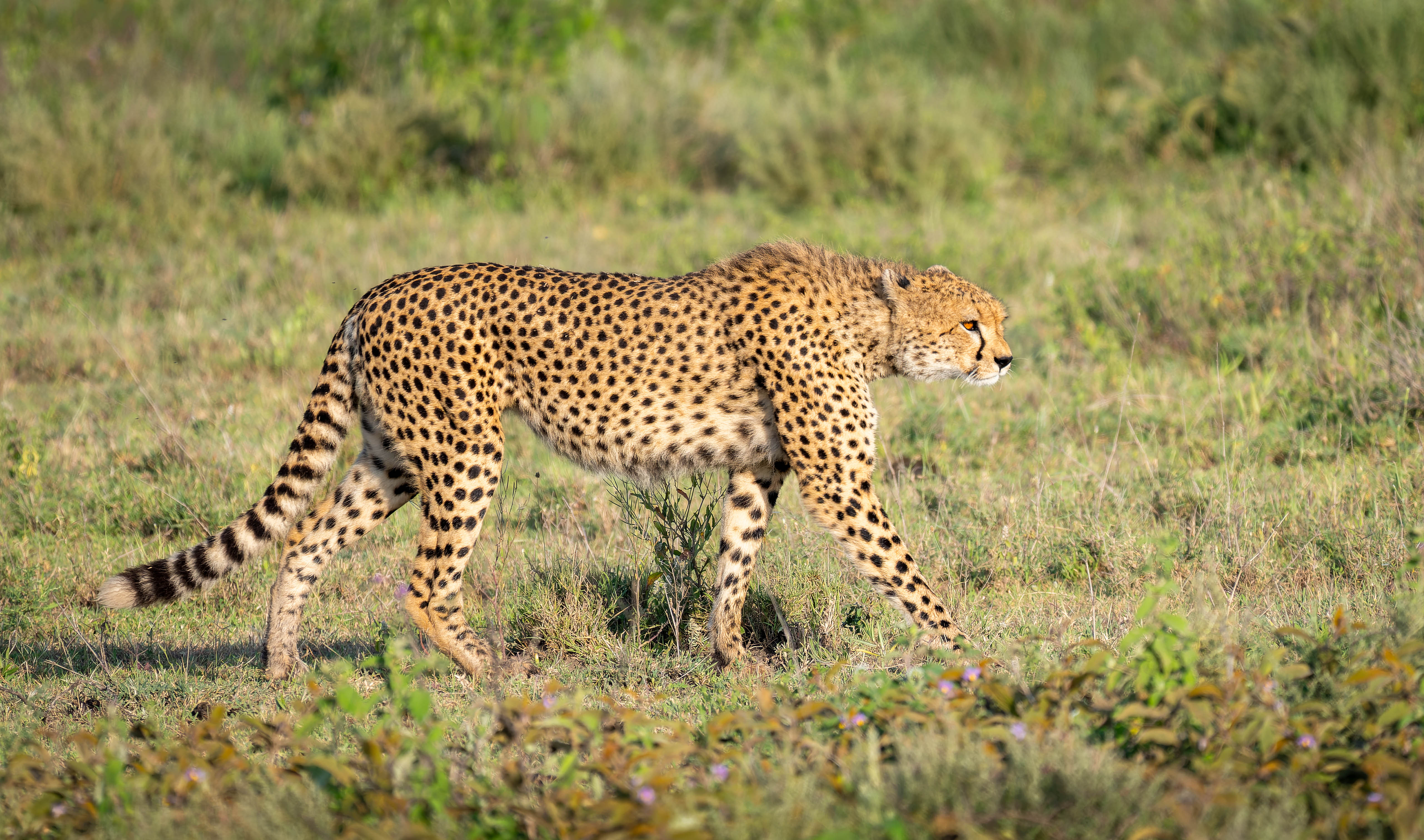 Serengeti Stalker.jpg