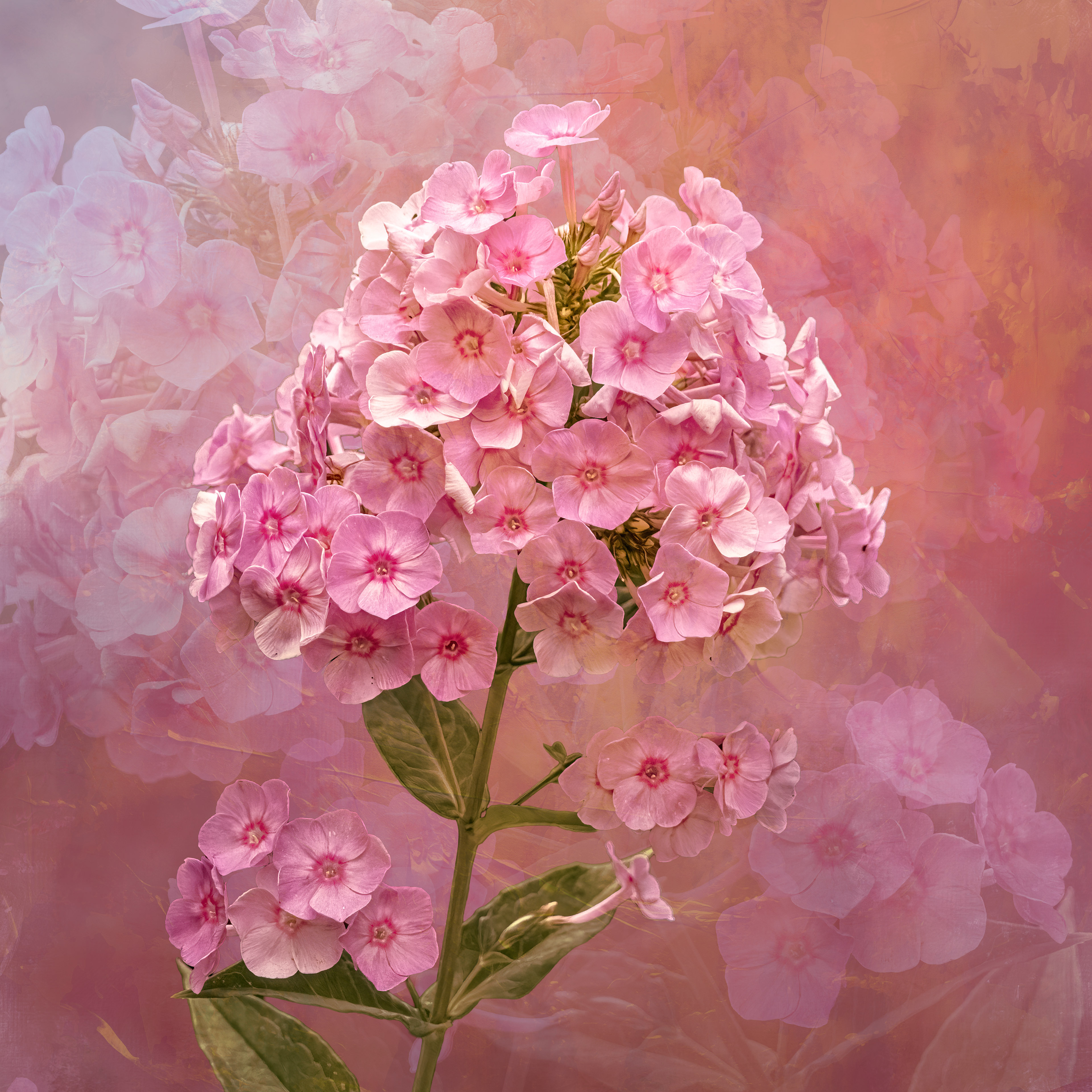 BLUSH