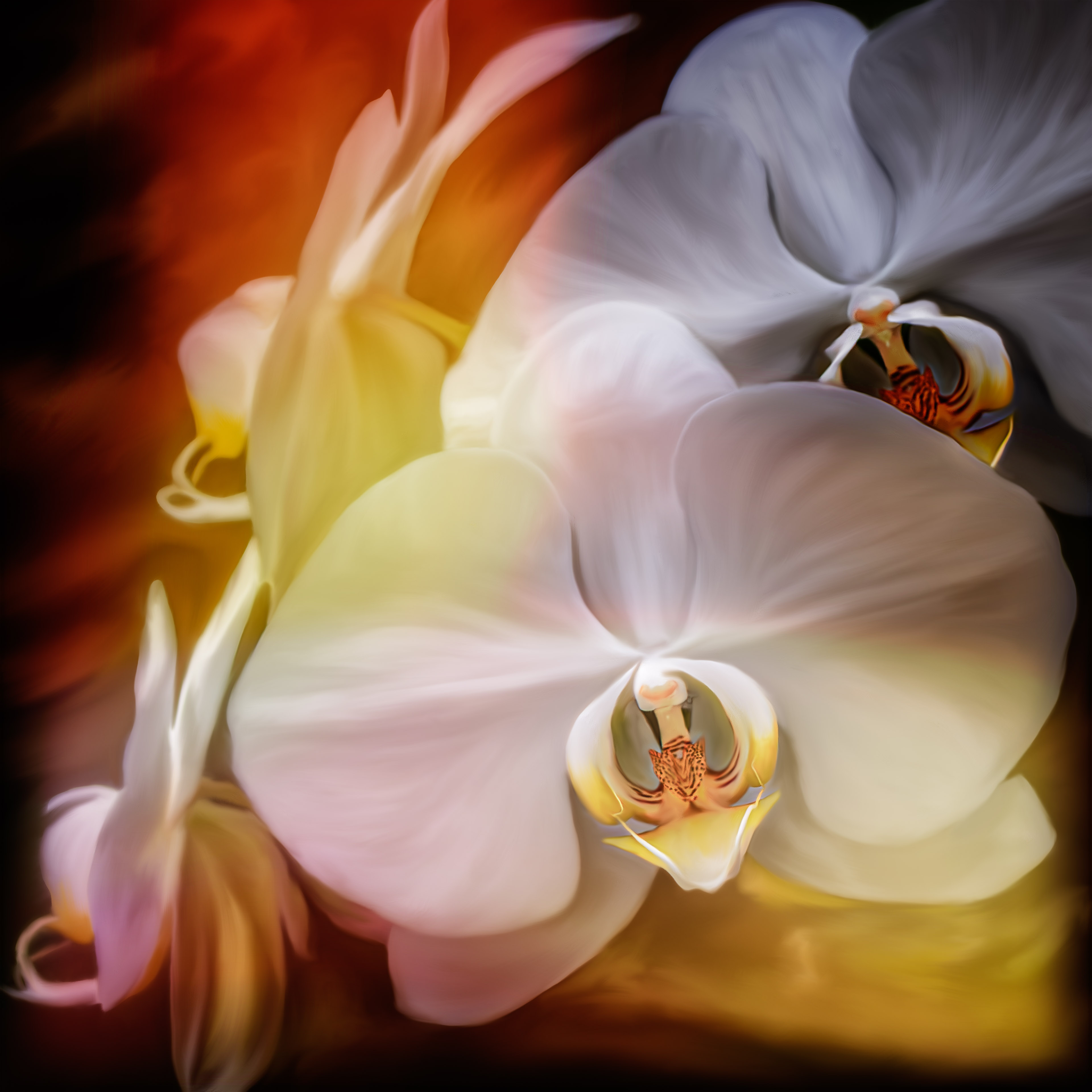ORCHID IN COLOR