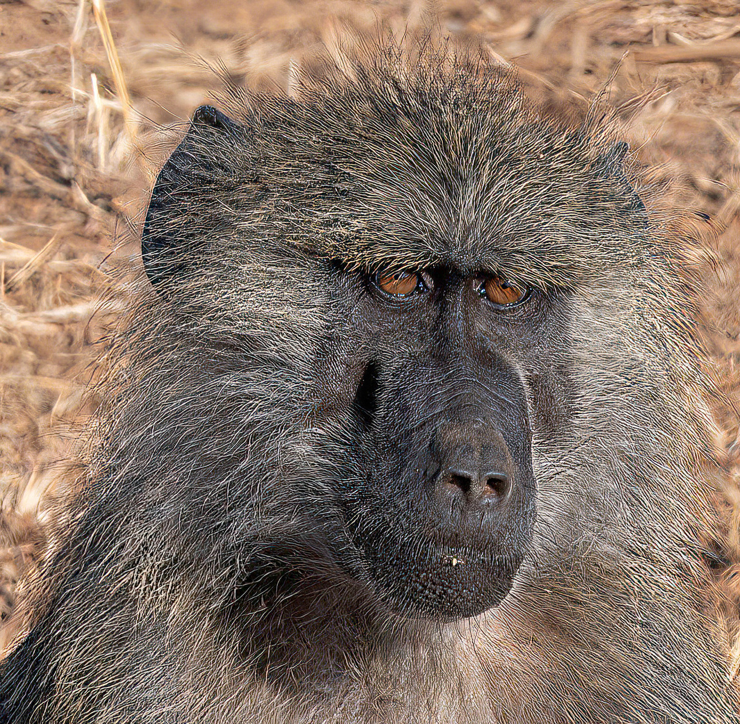 Baboon