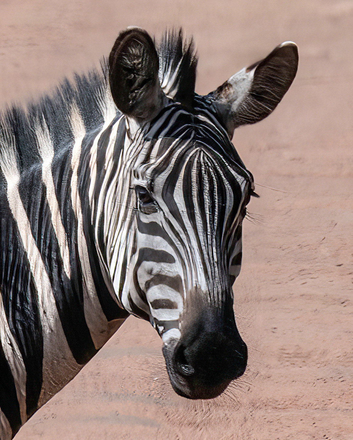 Zebra