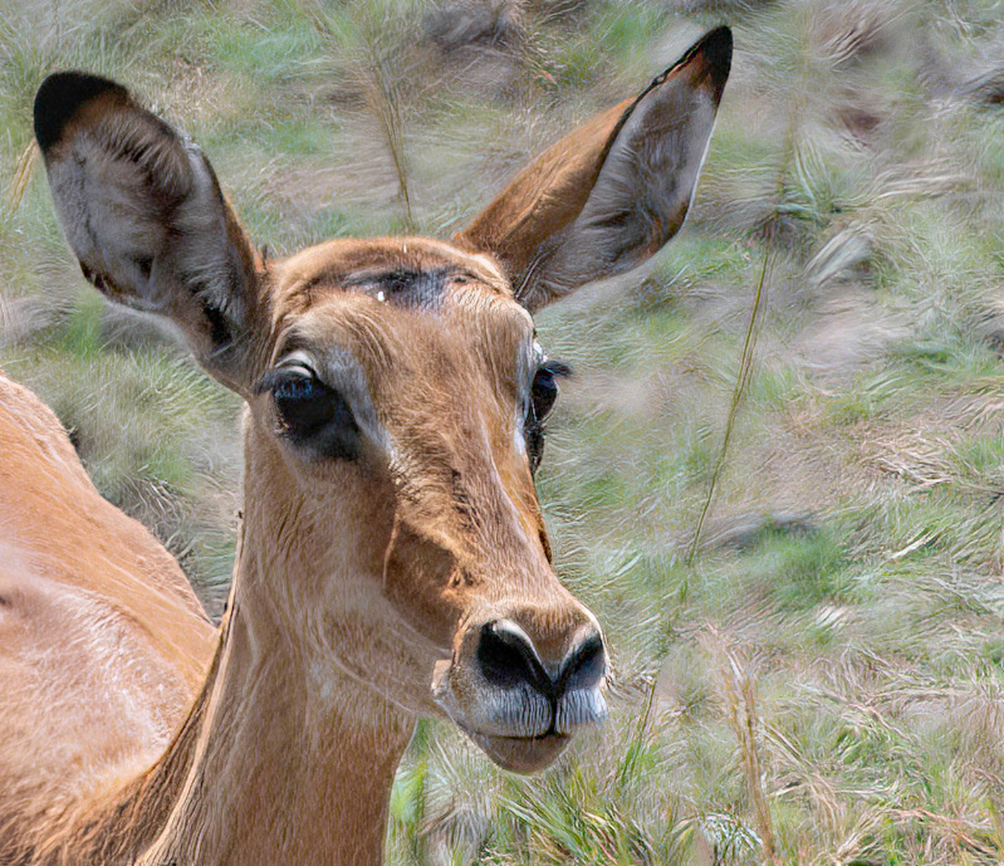 Impala