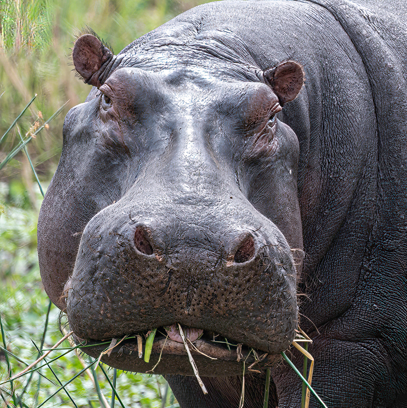 Hippo