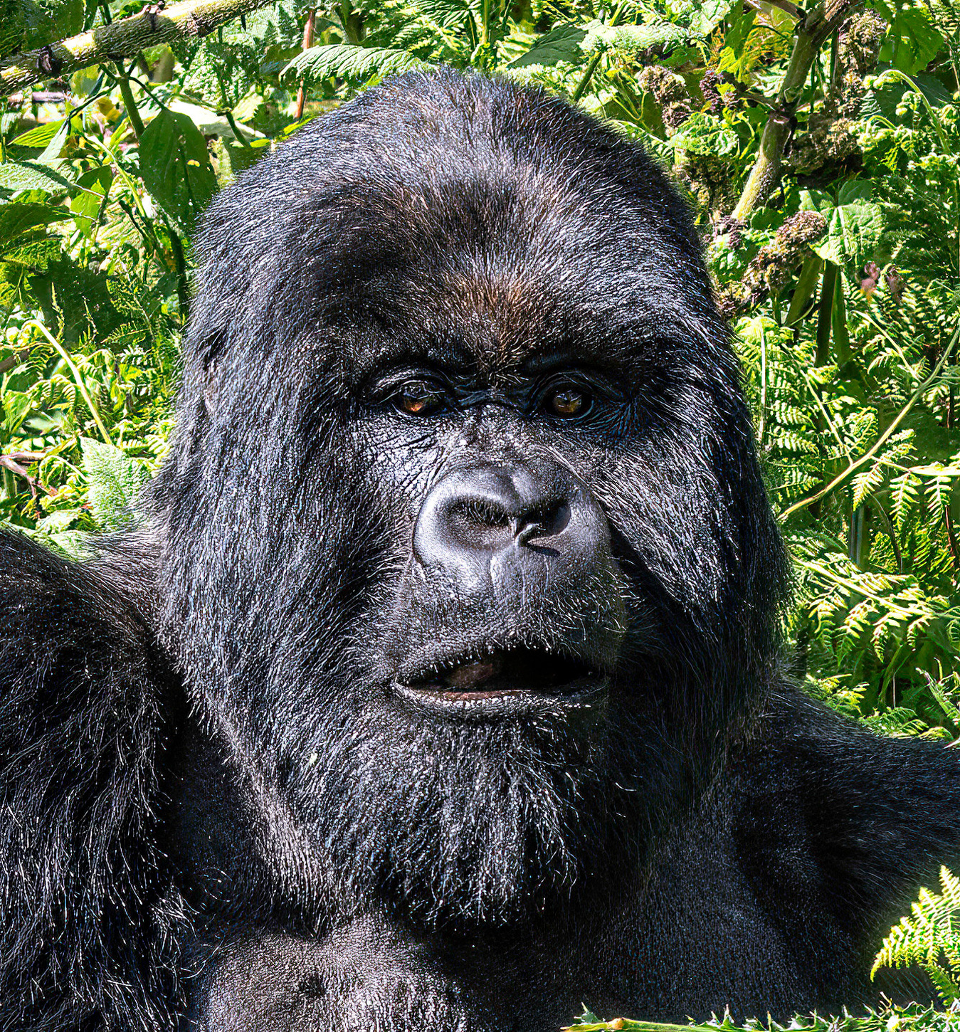 SilverBack Gorillo