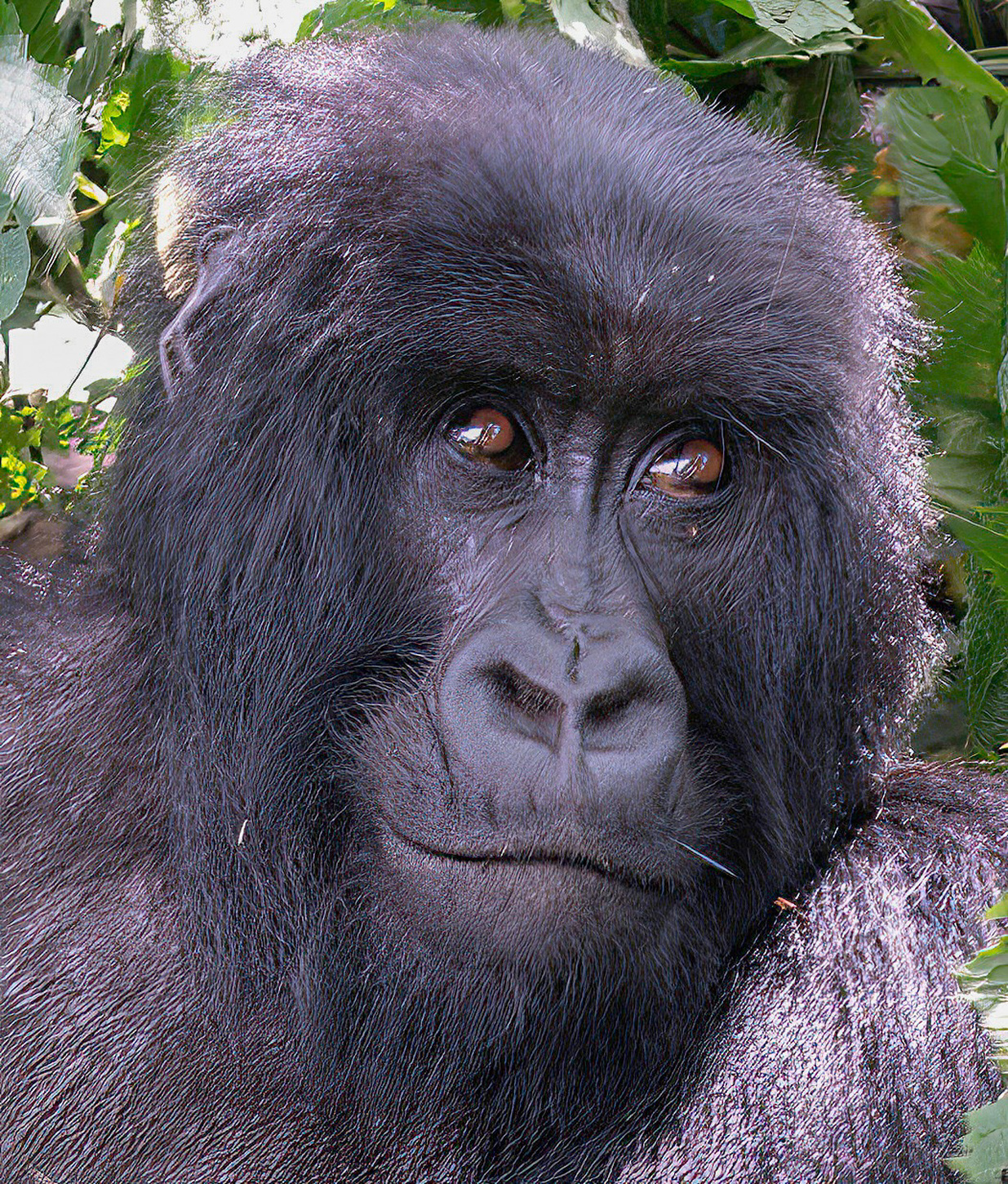 Gorillo
