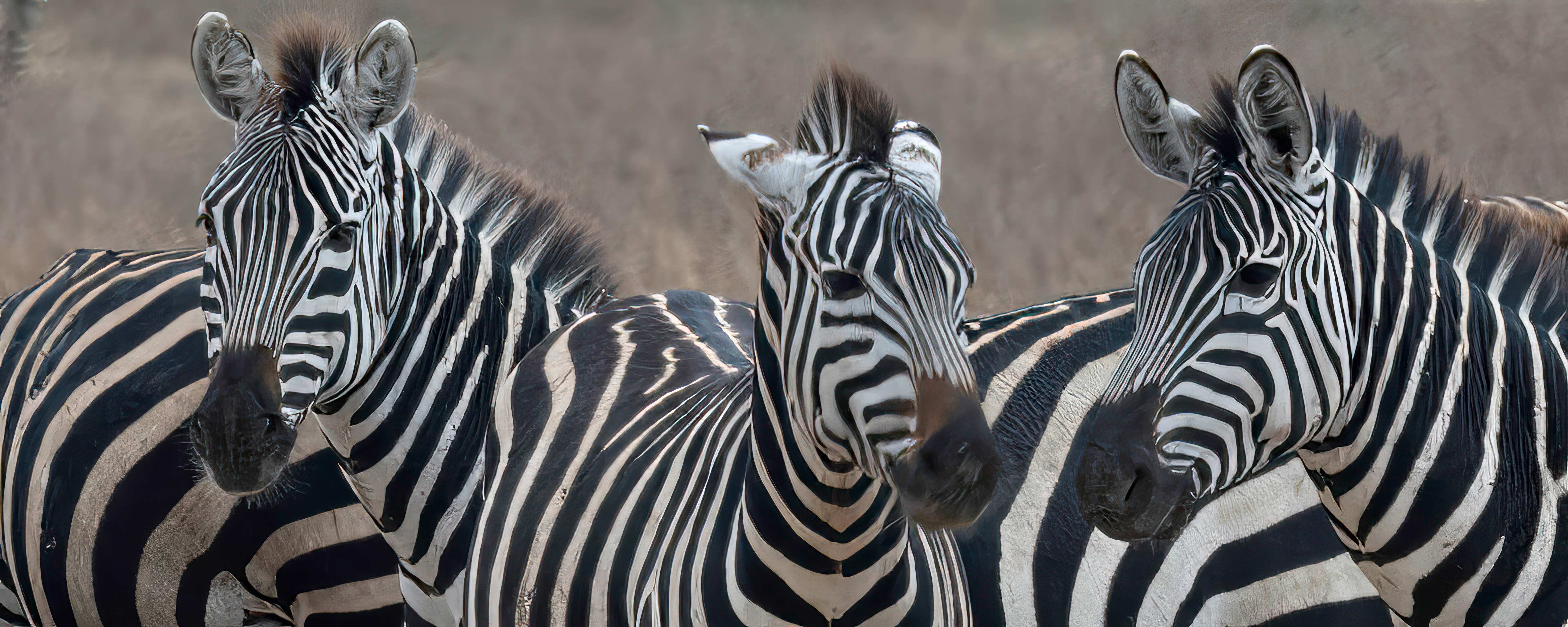 Zebras
