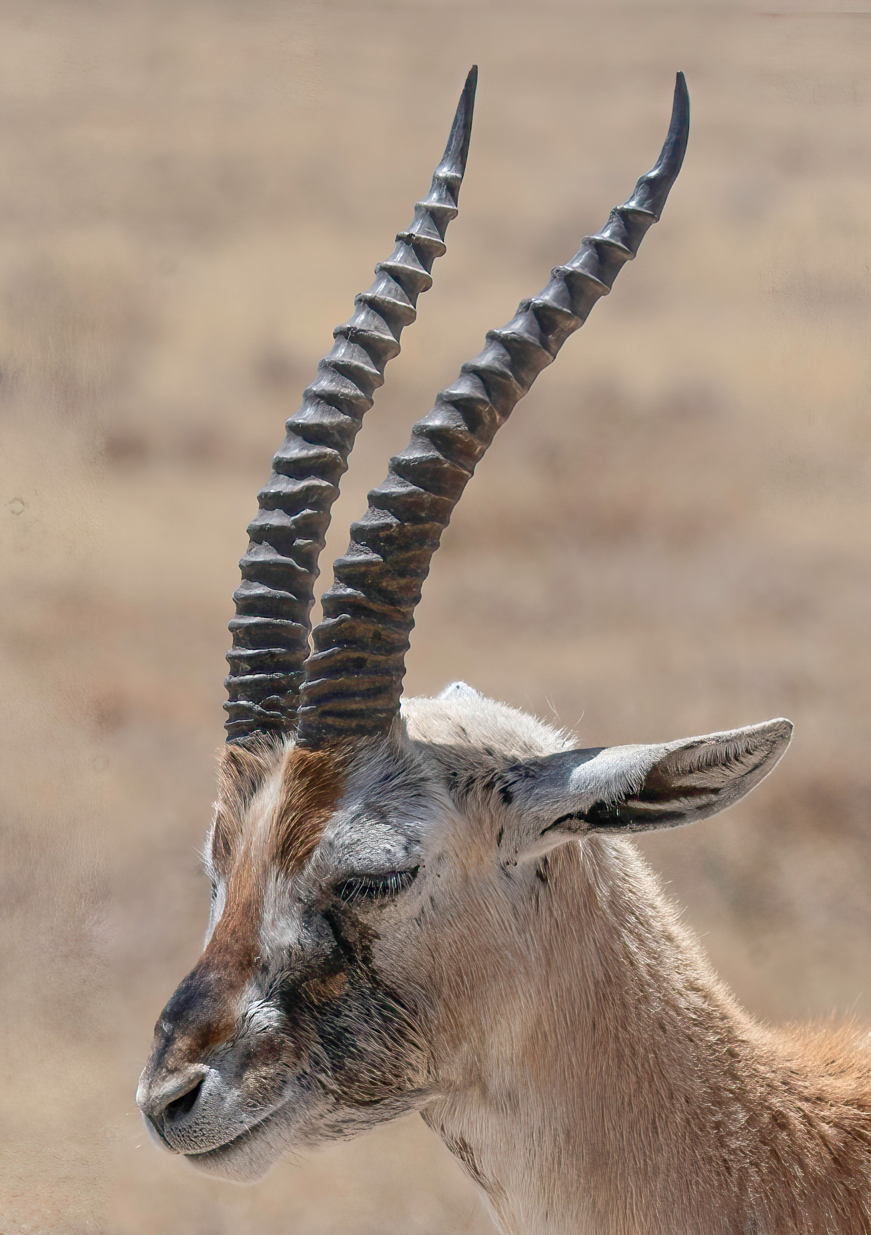 Gazelle