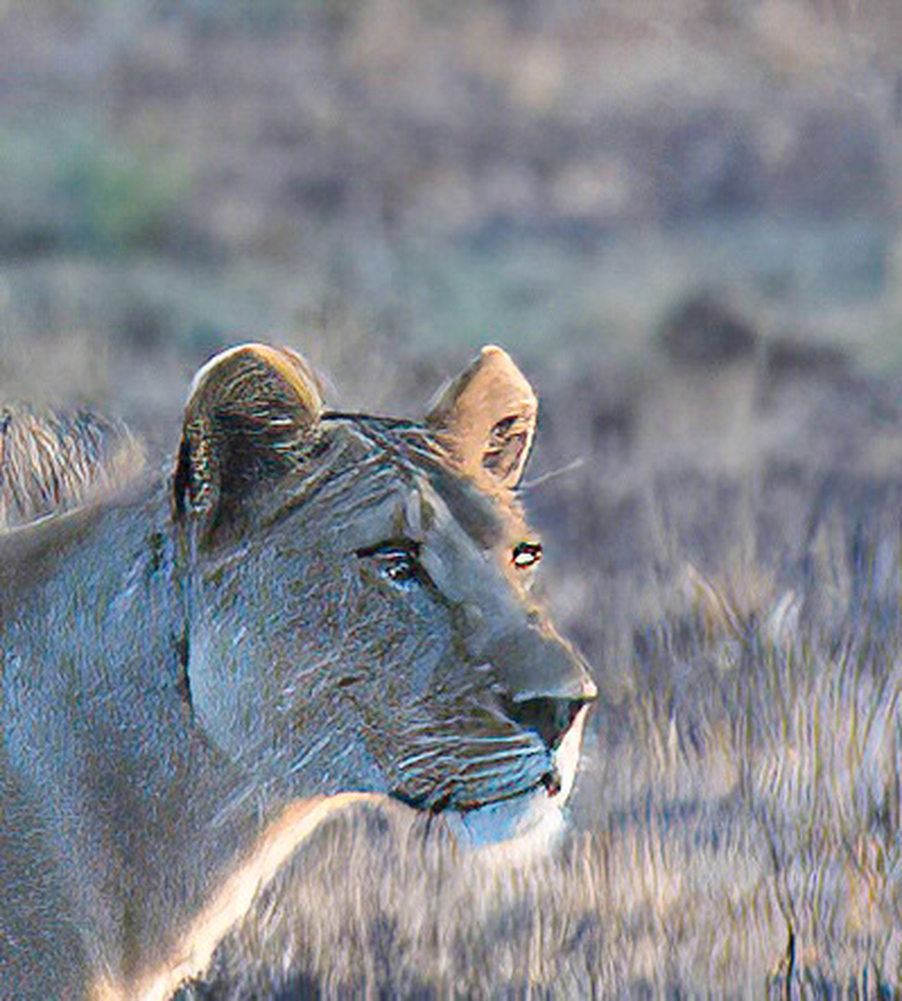 Lioness