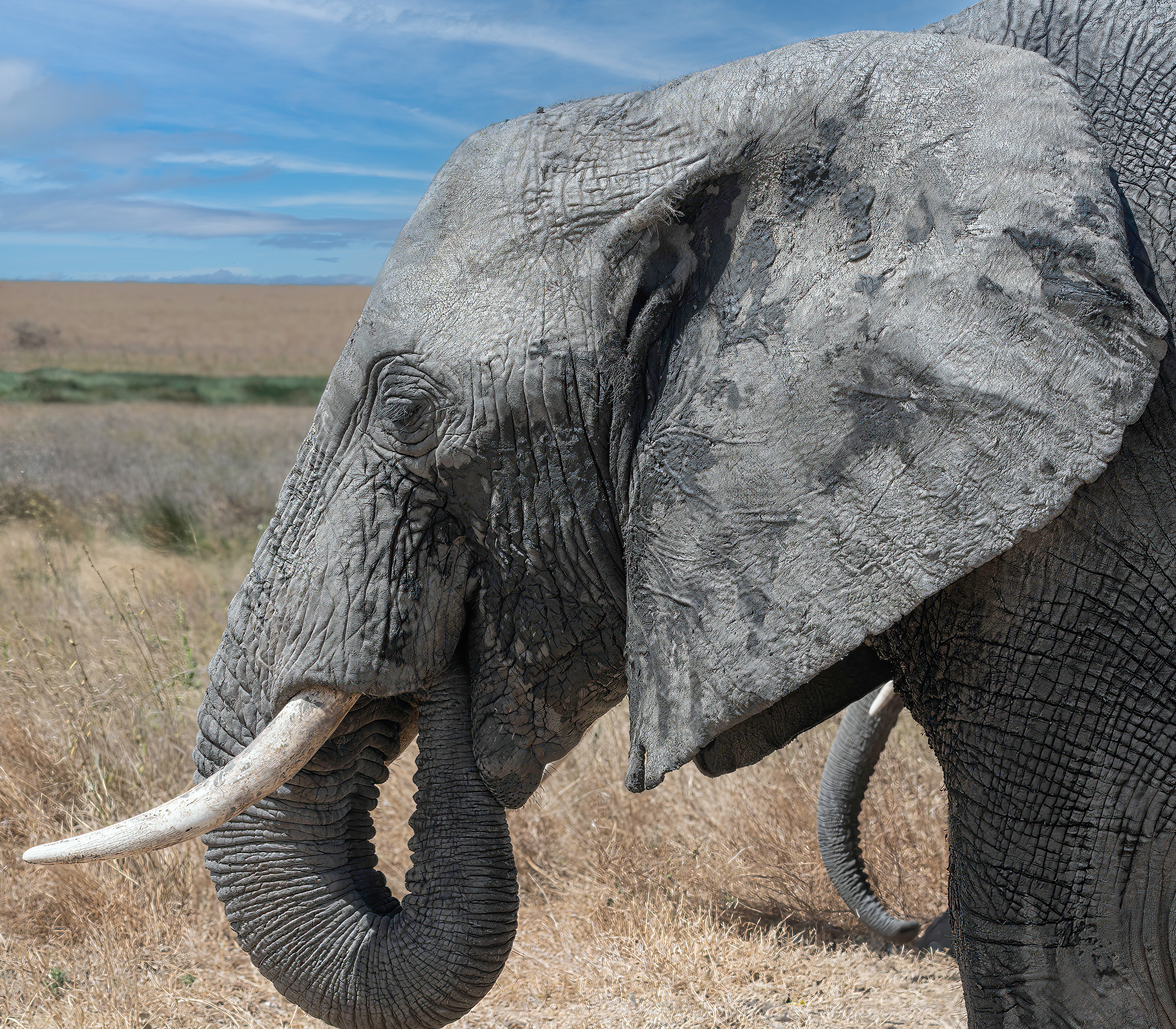 Elephant
