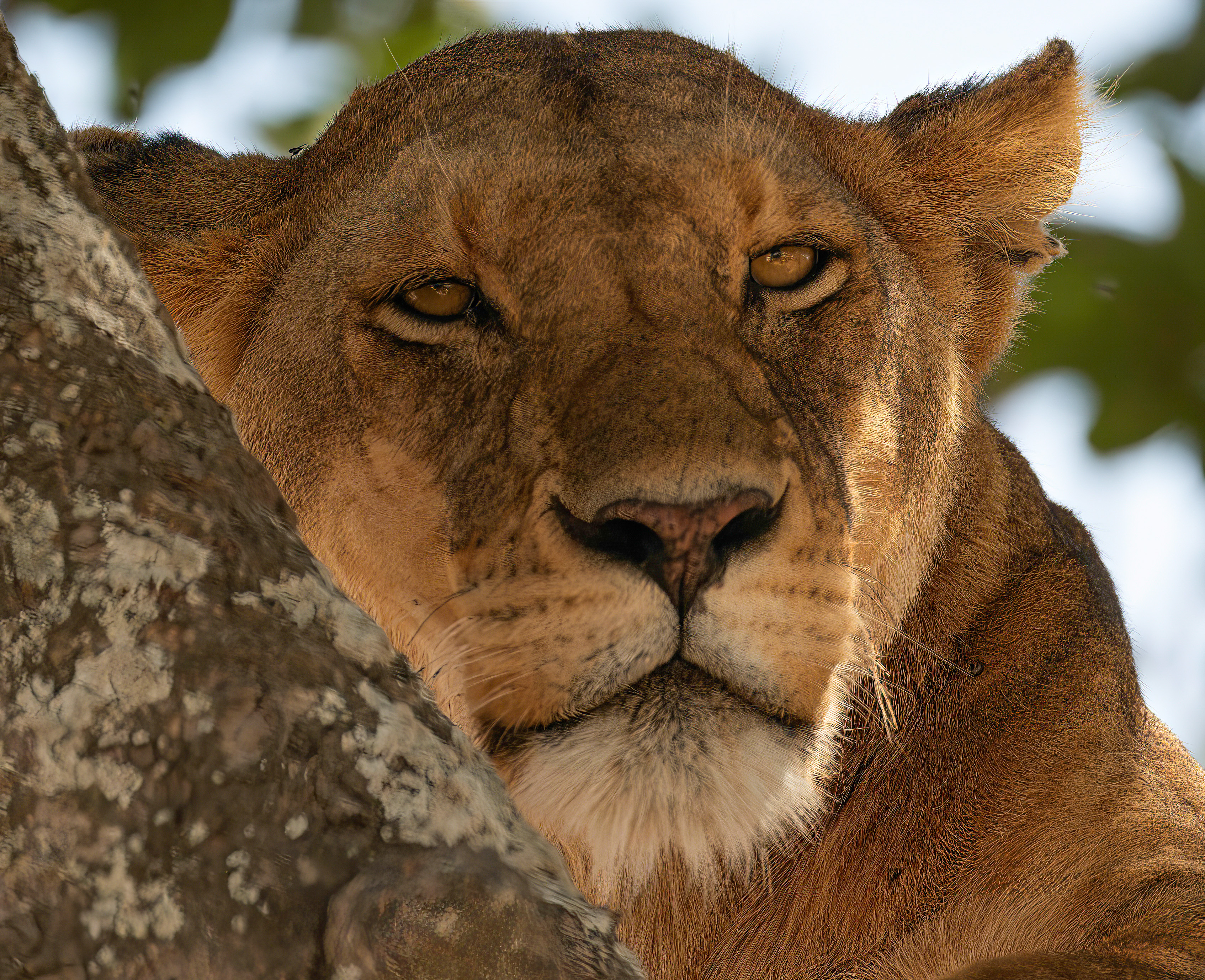 Lioness