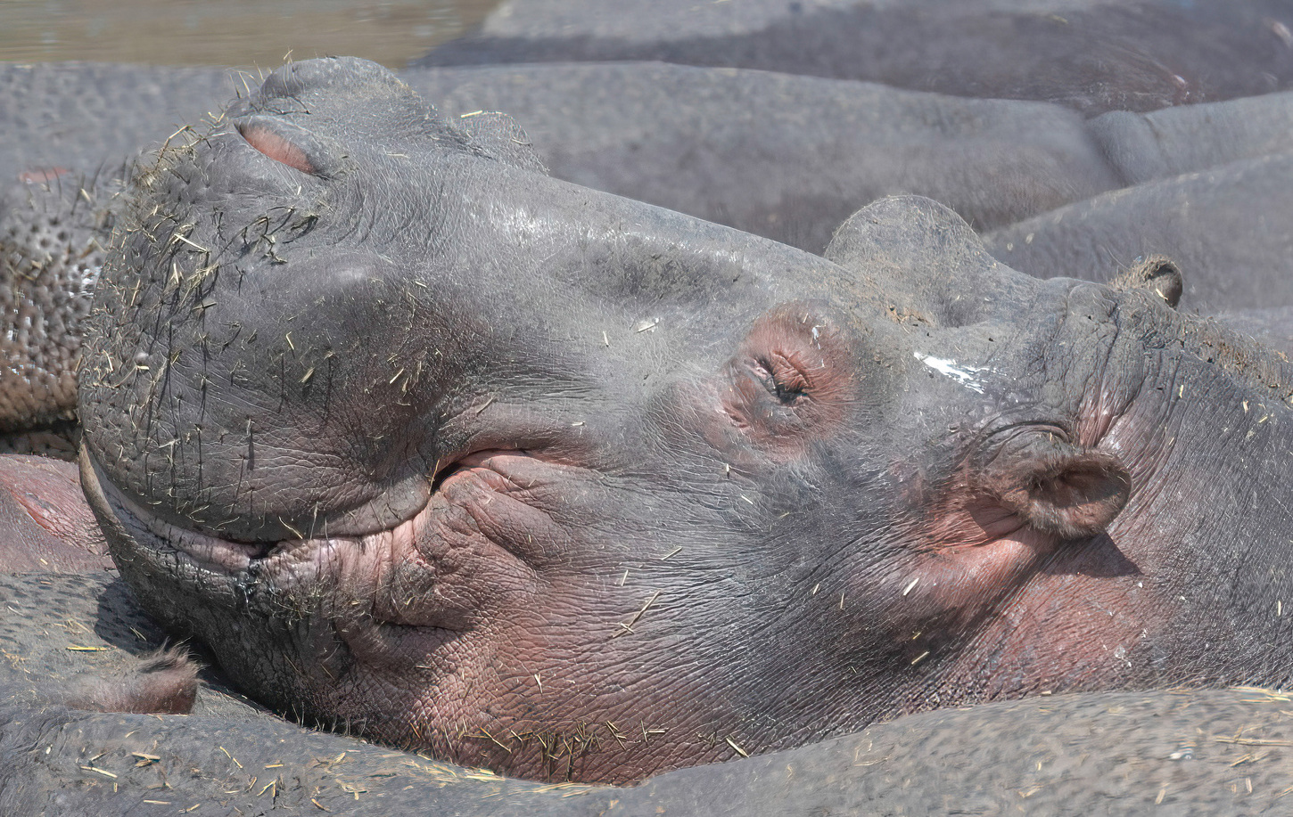 Hippo