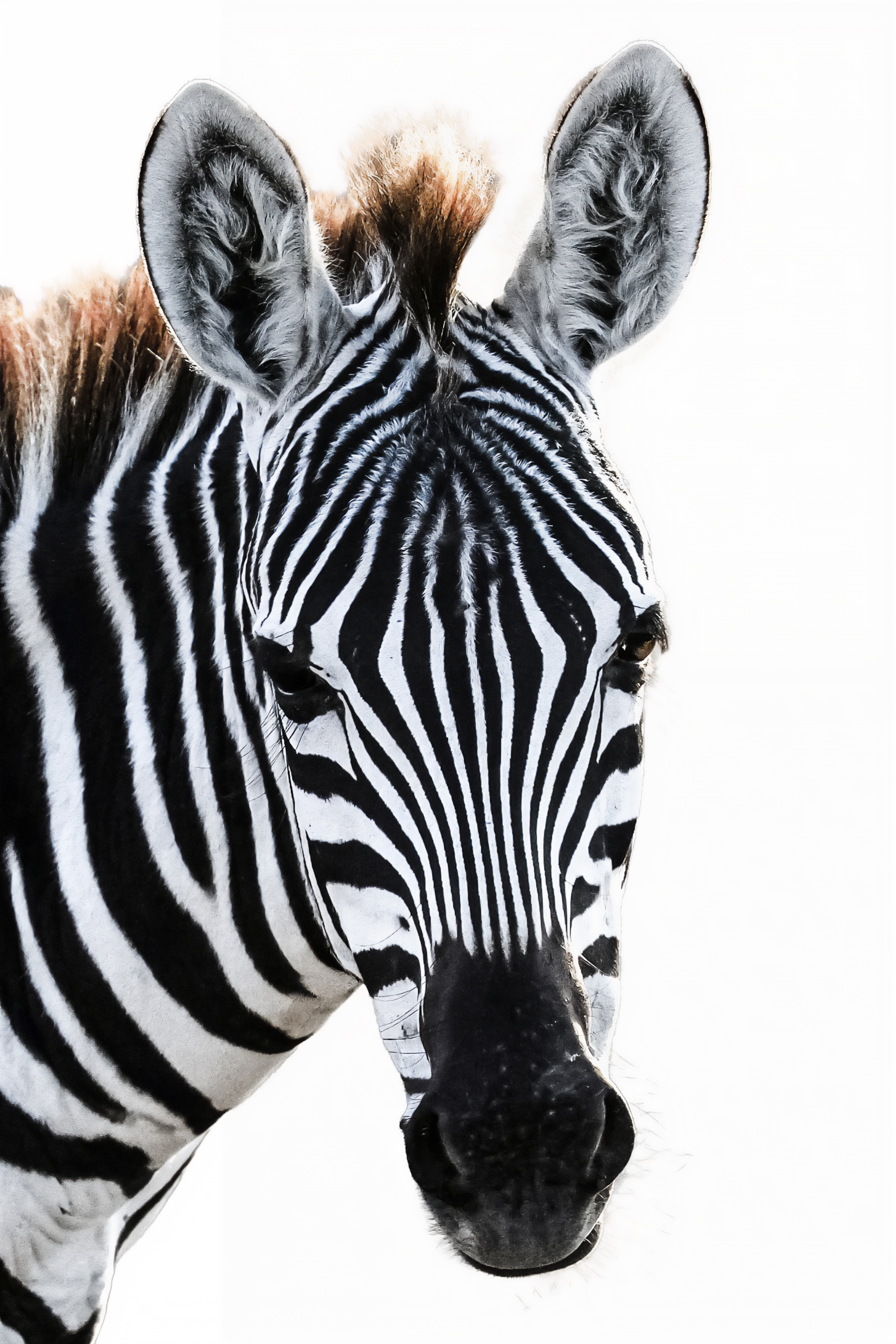 Portrait in Stripes