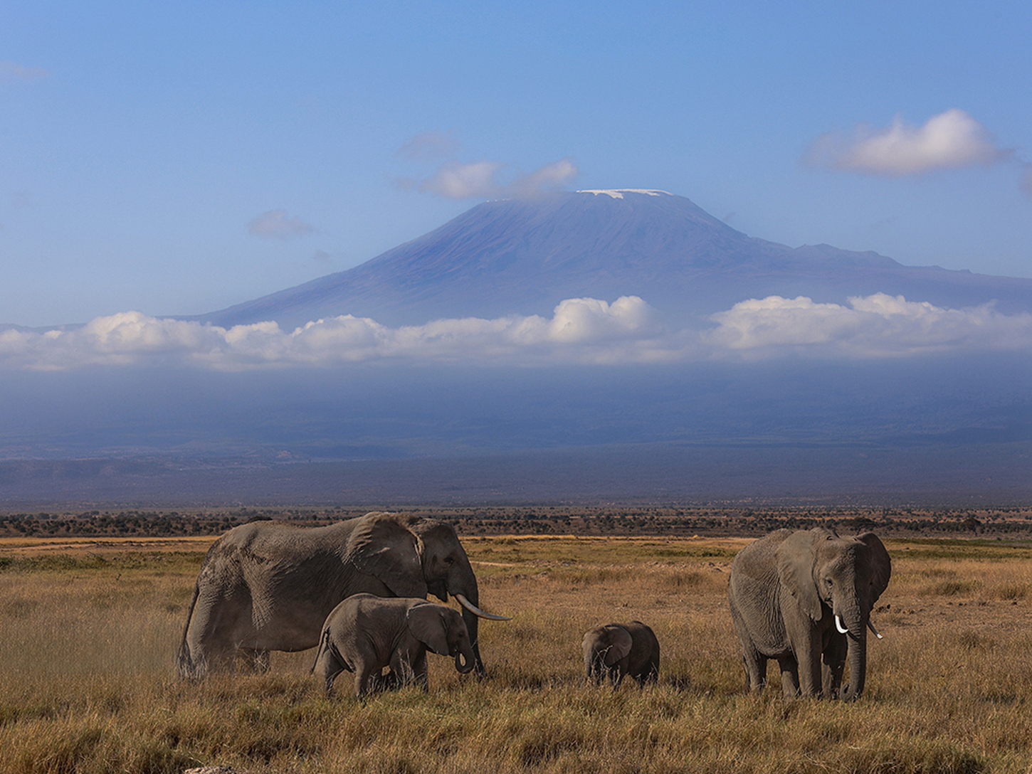 The Majesty of Amboseli.
