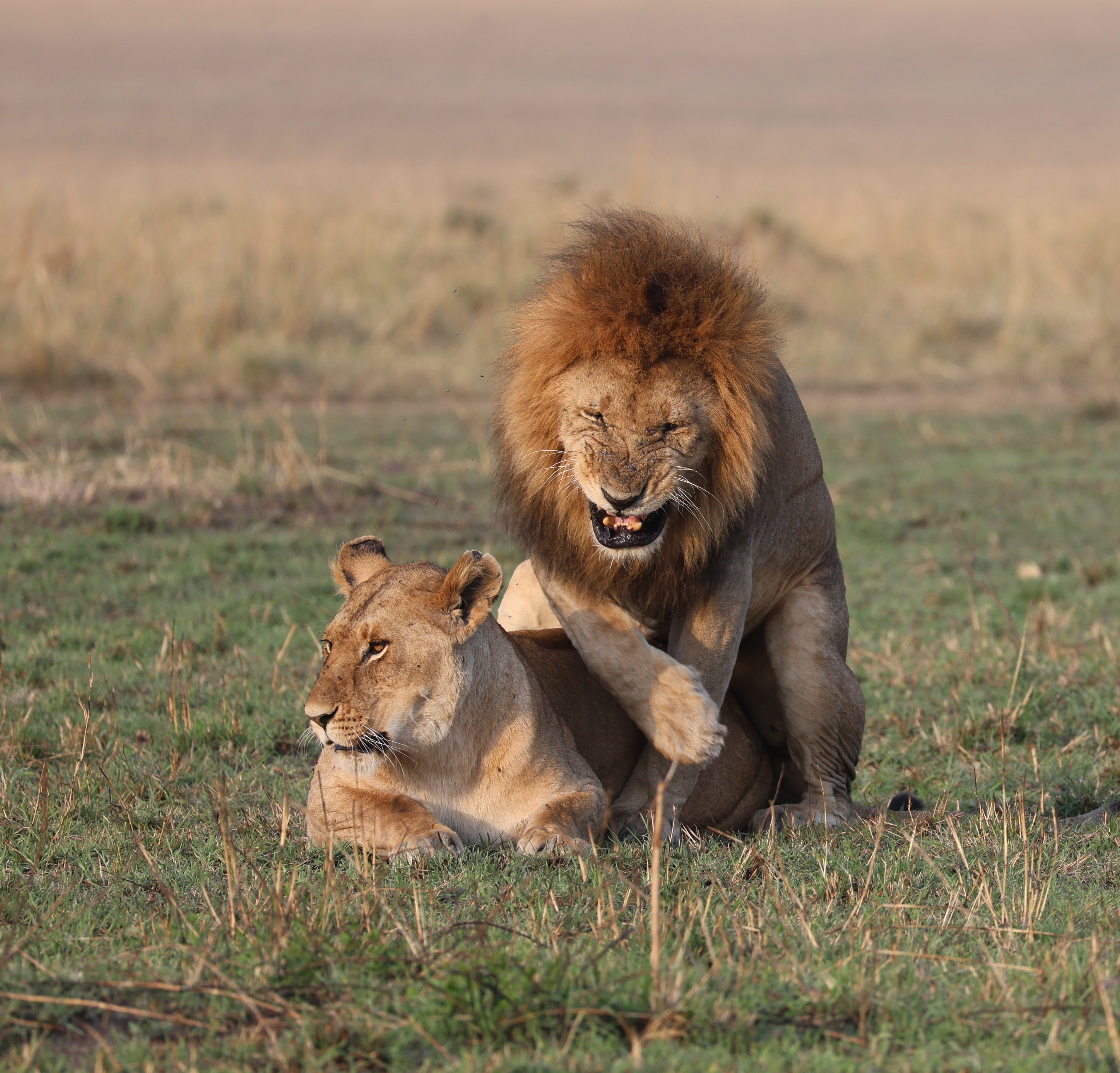 Love on the Serengeti.